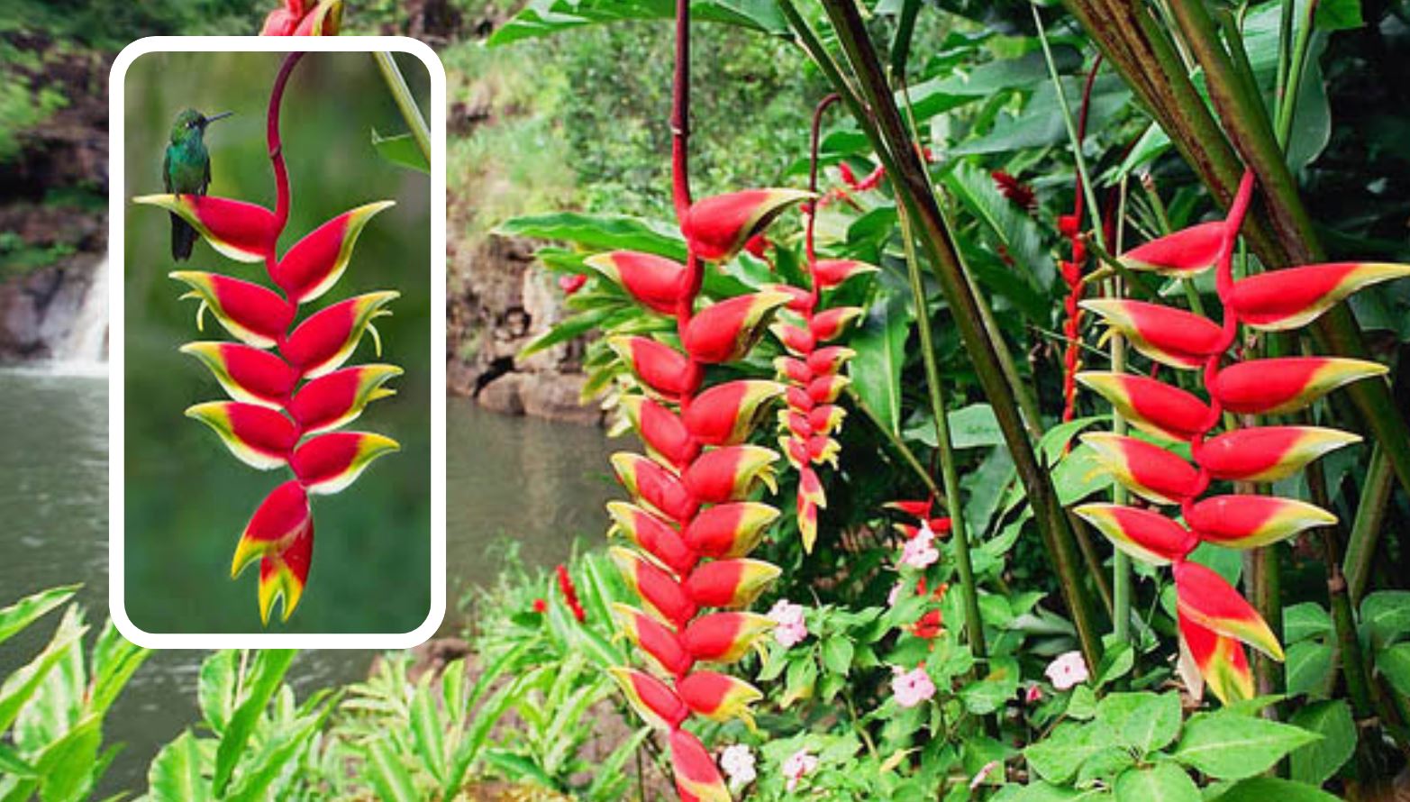 C&ocirc;ng dụng của c&acirc;y Chuối Ph&aacute;o